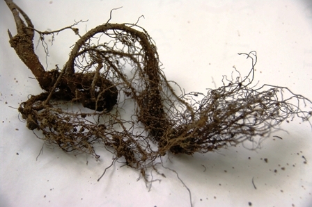 アイラトビカズラ2